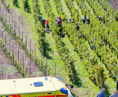 Bei der Weinlese mit einem Weinbergtraktor verunglückt – Feuerwehr muss unter dem Traktor eingeklemmten mit schwerem hydraulischem Rettungsgerät befreien - Rettungshubschrauber transportiert Verletzten in die Klinik