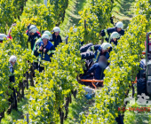 Bei der Weinlese mit einem Weinbergtraktor verunglückt – Feuerwehr muss unter dem Traktor eingeklemmten mit schwerem hydraulischem Rettungsgerät befreien - Rettungshubschrauber transportiert Verletzten in die Klinik