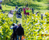 Bei der Weinlese mit einem Weinbergtraktor verunglückt – Feuerwehr muss unter dem Traktor eingeklemmten mit schwerem hydraulischem Rettungsgerät befreien - Rettungshubschrauber transportiert Verletzten in die Klinik