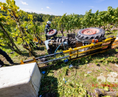 Bei der Weinlese mit einem Weinbergtraktor verunglückt – Feuerwehr muss unter dem Traktor eingeklemmten mit schwerem hydraulischem Rettungsgerät befreien - Rettungshubschrauber transportiert Verletzten in die Klinik