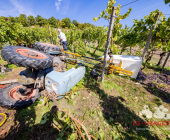 Bei der Weinlese mit einem Weinbergtraktor verunglückt – Feuerwehr muss unter dem Traktor eingeklemmten mit schwerem hydraulischem Rettungsgerät befreien - Rettungshubschrauber transportiert Verletzten in die Klinik