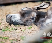 Tierischer Nachwuchs im Wildpark