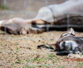 Tierischer Nachwuchs im Wildpark