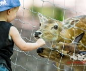 Tierischer Nachwuchs im Wildpark