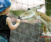 Tierischer Nachwuchs im Wildpark
