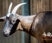 Tierischer Nachwuchs im Wildpark