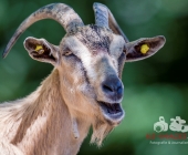 Tierischer Nachwuchs im Wildpark