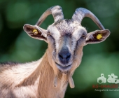 Tierischer Nachwuchs im Wildpark