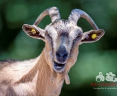 Tierischer Nachwuchs im Wildpark