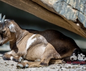 Tierischer Nachwuchs im Wildpark