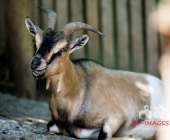 Tierischer Nachwuchs im Wildpark