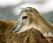 Tierischer Nachwuchs im Wildpark