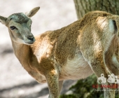 Tierischer Nachwuchs im Wildpark