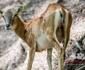 Tierischer Nachwuchs im Wildpark