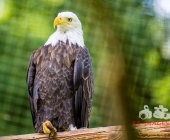 Tierischer Nachwuchs im Wildpark