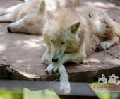 Tierischer Nachwuchs im Wildpark