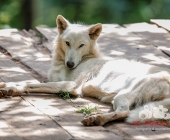 Tierischer Nachwuchs im Wildpark