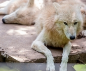 Tierischer Nachwuchs im Wildpark