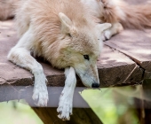 Tierischer Nachwuchs im Wildpark