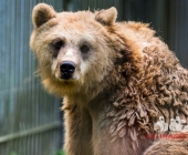 Tierischer Nachwuchs im Wildpark