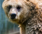 Tierischer Nachwuchs im Wildpark