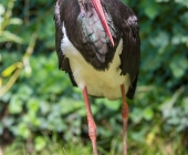 Tierischer Nachwuchs im Wildpark