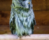 Tierischer Nachwuchs im Wildpark