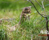 Tierischer Nachwuchs im Wildpark