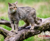 Tierischer Nachwuchs im Wildpark