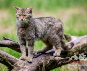 Tierischer Nachwuchs im Wildpark