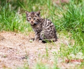 Tierischer Nachwuchs im Wildpark