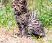 Tierischer Nachwuchs im Wildpark