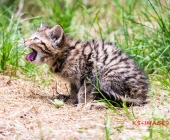 Tierischer Nachwuchs im Wildpark