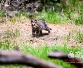 Tierischer Nachwuchs im Wildpark