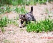 Tierischer Nachwuchs im Wildpark