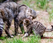 Tierischer Nachwuchs im Wildpark