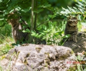 Tierischer Nachwuchs im Wildpark
