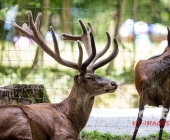 Tierischer Nachwuchs im Wildpark