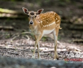 Tierischer Nachwuchs im Wildpark