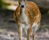 Tierischer Nachwuchs im Wildpark