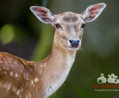 Tierischer Nachwuchs im Wildpark