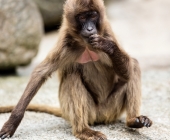 Bilder aus der Wilhelma