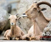 Bilder aus der Wilhelma