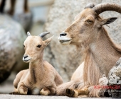 Bilder aus der Wilhelma