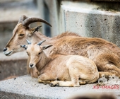 Bilder aus der Wilhelma