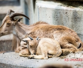 Bilder aus der Wilhelma