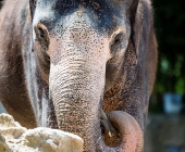 Bilder aus der Wilhelma