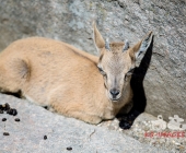 Bilder aus der Wilhelma