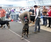 animal2011-0002