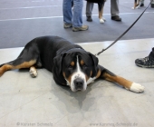 animal2011-0003